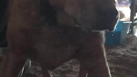 Stella the Great Pyrenees gives birth!