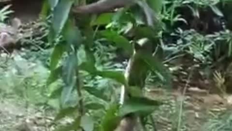 Giant snake vs Mongoose!!!