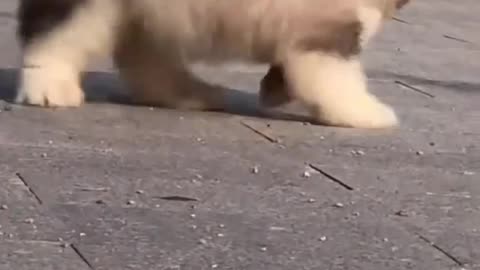What's wrong with short legs? 🤣🤣