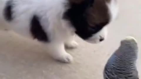 Cute Dog - Amazing Moments
