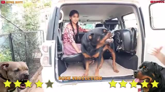 Pitbull Vs Rottweiler Comparison | Rottweiler vs Pitbull - PITDOG