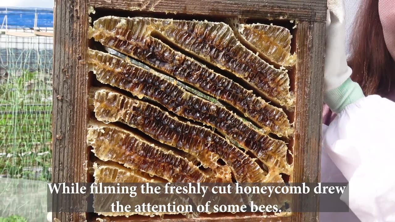 Traditional Japanese honey harvest. Apis cerana japonica (with subtitles)