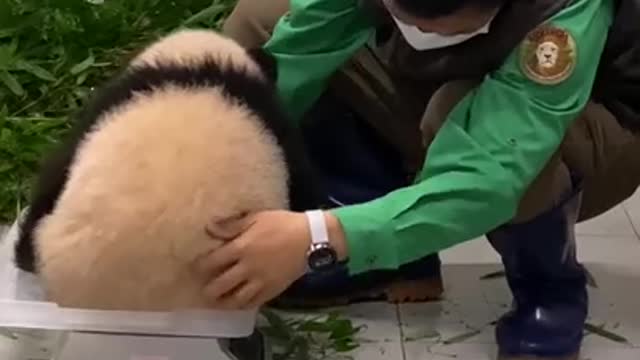 Baby panda glued to zookeeper 😂😂😆🔥🔥