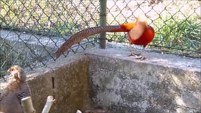 Beautiful Golden pheasant and walden birds