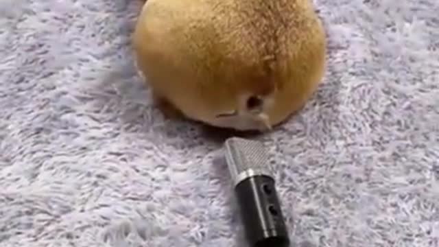 Funny Dog