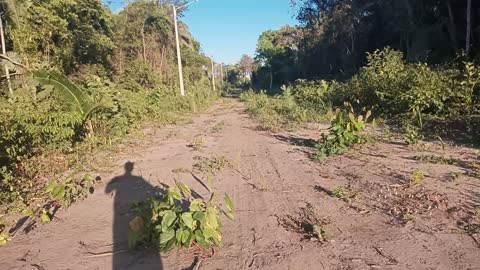 Brazil natureza