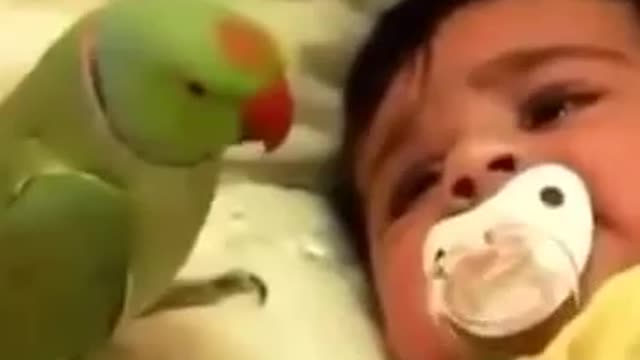 A parrot caresses a crying baby