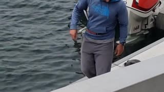 Sea Lion Follows For Fish