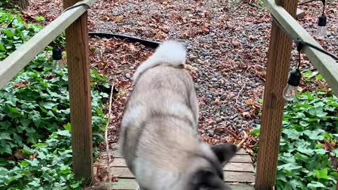 Baloo the Akita Dog Breaks Long Stick