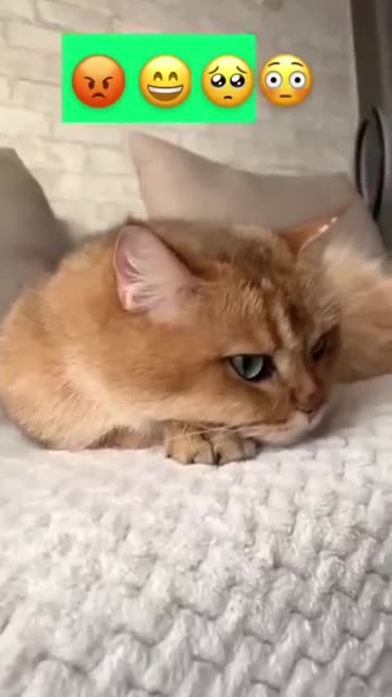 Funniest Animals - Best Of The 2021 Funny Animal Videos #2 Super Funny Dog Videos