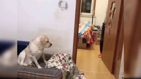 Cute dog video