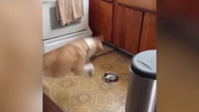 This is what happens when your dog's food bowl is empty.