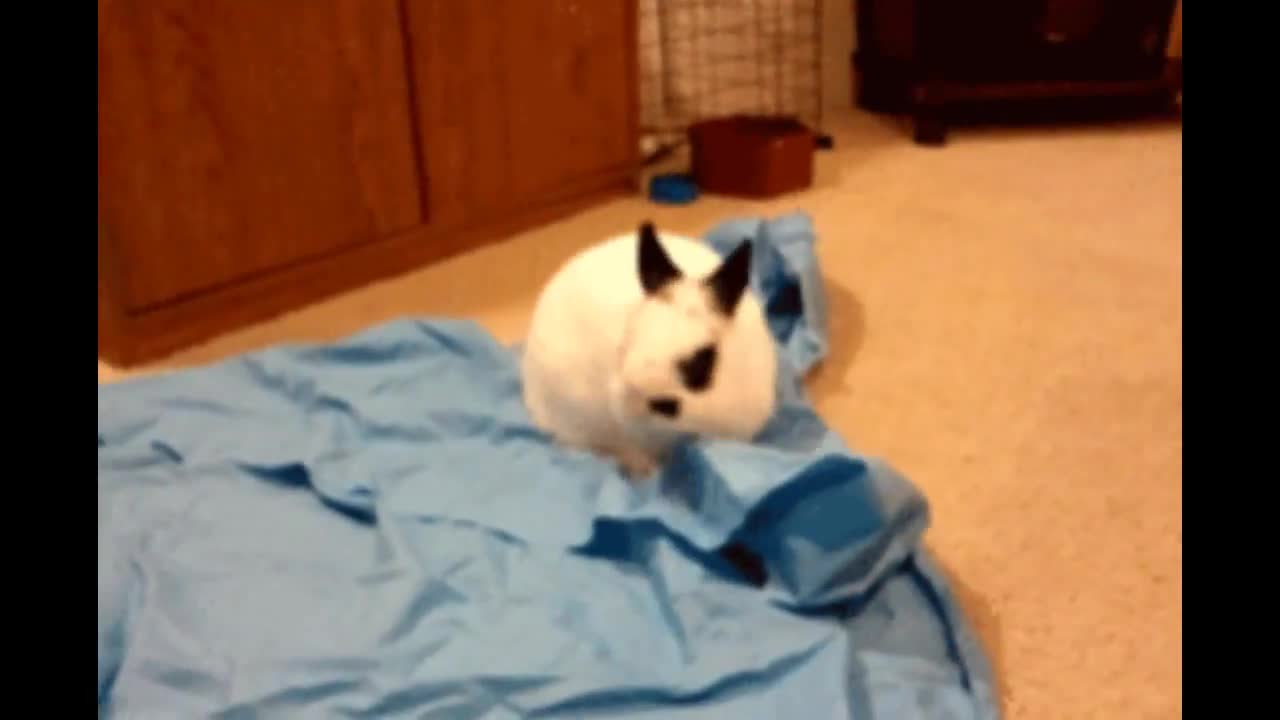 Cutest Bunnies Of The Week - In 30 seconds, this cute animal compilation will make you laugh!