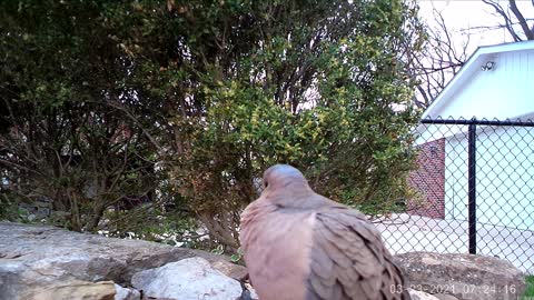 Close up dove