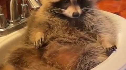 Raccoon caught chilling in the bathroom sink.