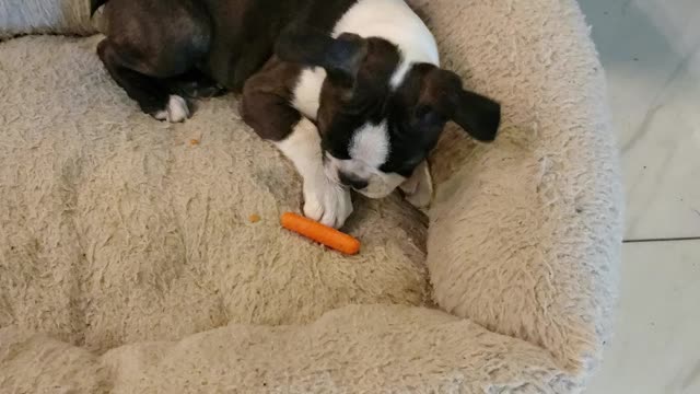 Loulo's 1st carrot