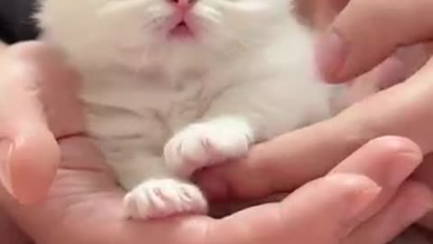 cute kitten