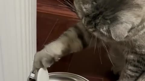 Cat funny video part-40