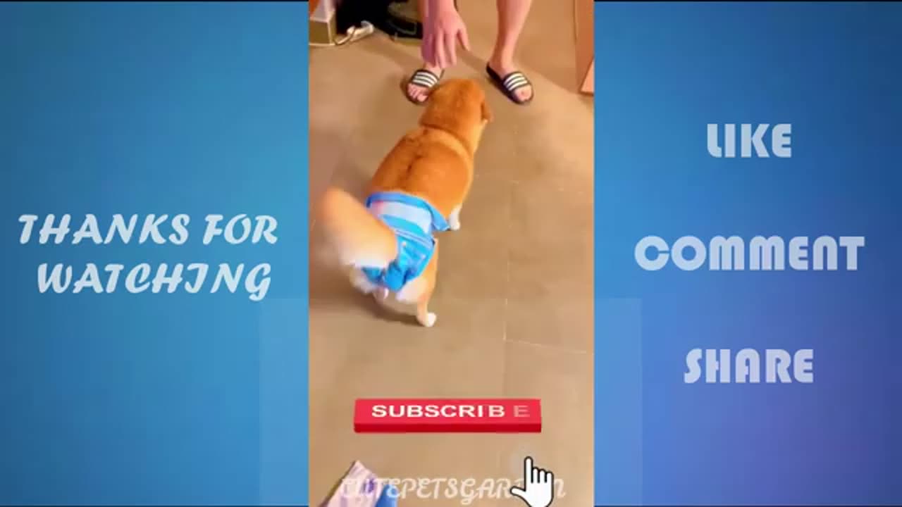 Funny Animals..