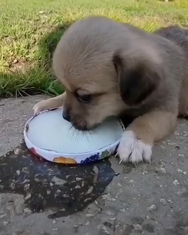 Little puppy drinks milk from a bowl