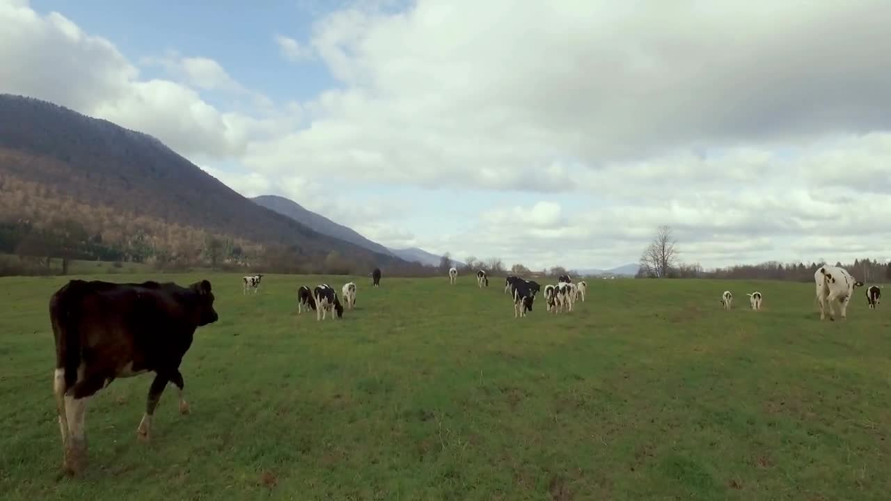 Cows In A Field