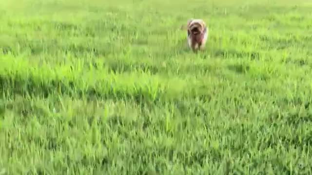 A dog running on the grass