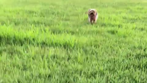 A dog running on the grass