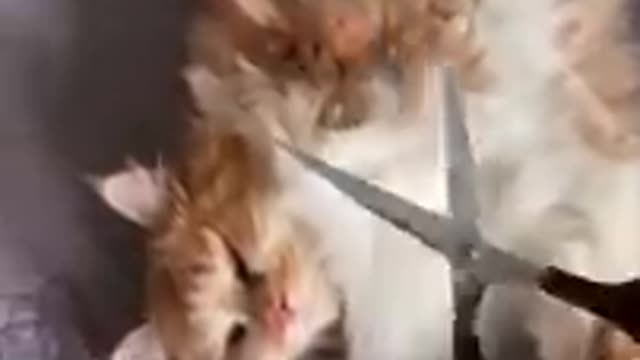 Funny Cats Videos Compilation 😂 Cat Reaction Try Not To Laugh Funniest Videos