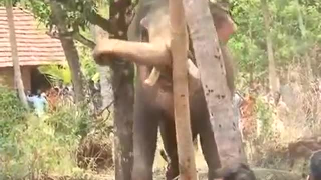 elephant attack in kerala (3) [SiGator]