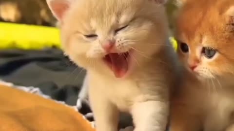 Cute kitten🐈🐈🐈🐾🐾
