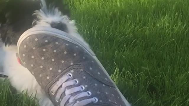 Slowmo black and white puppy runs into grey shoe on lawn