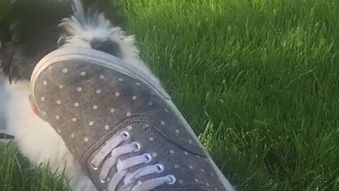 Slowmo black and white puppy runs into grey shoe on lawn