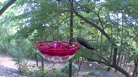 Hummingbird figuring out the best place to eat