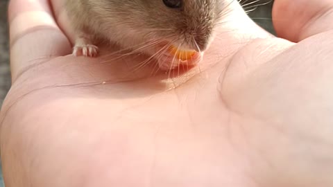 A hamster addicted to the food on my hands