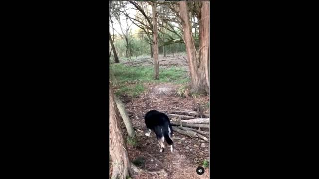 Layla the Wonderdogs Woodland Adventure (Part 1)