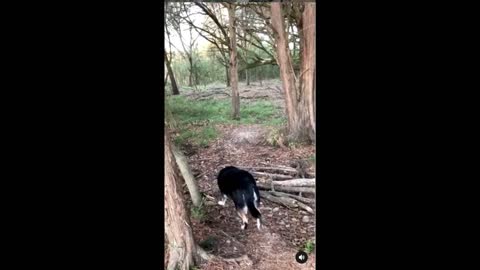 Layla the Wonderdogs Woodland Adventure (Part 1)