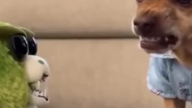 The puppy thought it is a real dog, I think his mad now.