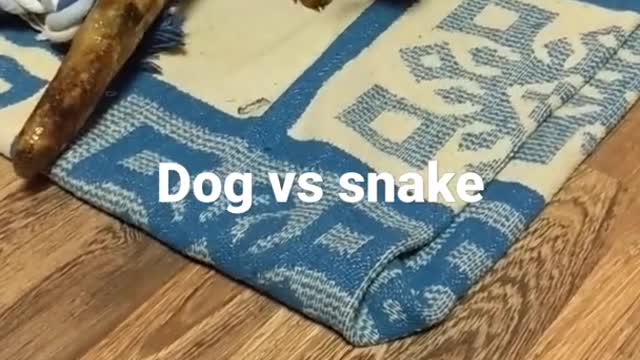 Dog play with snake