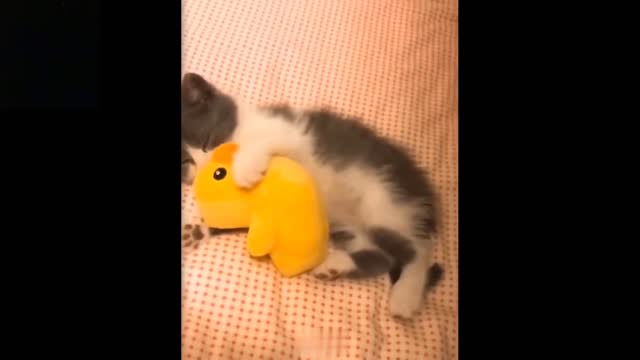 💗Cute And Funny Pets Try Not To Laugh To These Pets Compilation #8