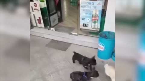 Funny Animal Videos 2023 😂 - Funniest Cats And Dogs
