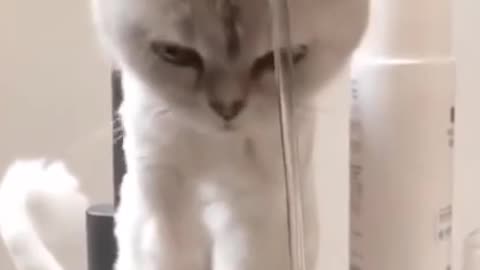Cute animals 🐈