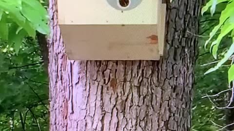 Set Up a Swarm Hive at a Neighboring Farm & the Bees Moved Right In!