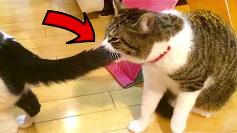 Baby Animals - Hilarious CATS - Best Of The 2021 Funny Animal Videos