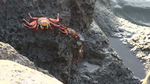 Red Rock Crabs at the rocks at the Galapagos Islands, Ecuador