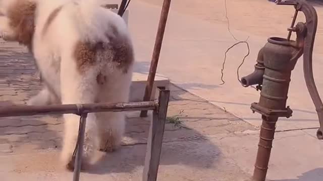 POODLE DOG GIGANTIC CUTEHARRISH ►► #30