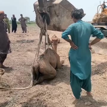 Rescue the camel