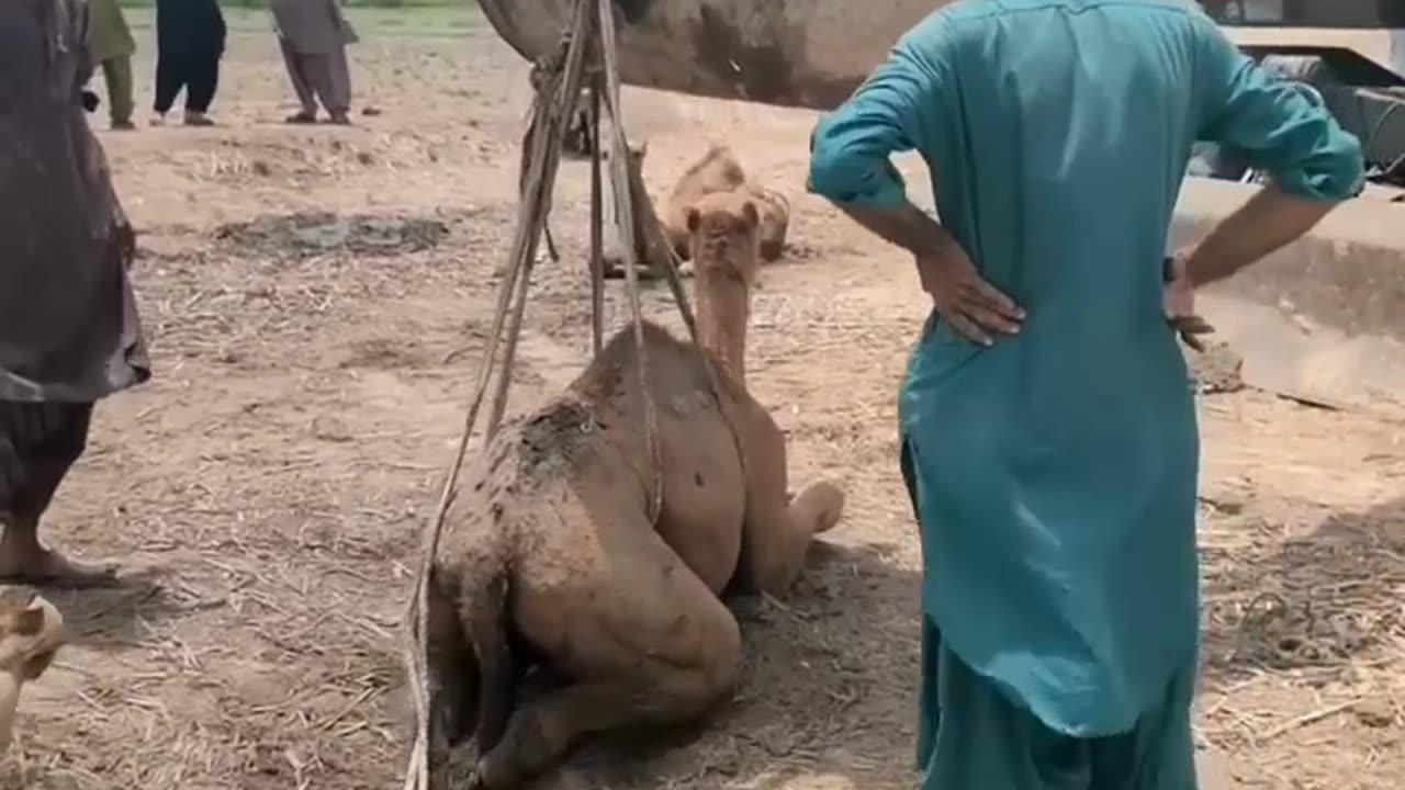 Rescue the camel