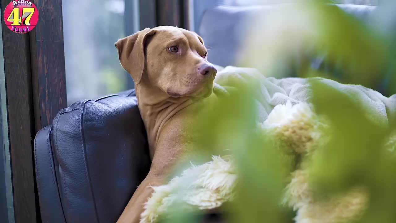 Doggy teamwork gets the glass door open ViralHog #Shibukumar