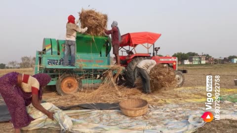 Wheat cutting by thresher