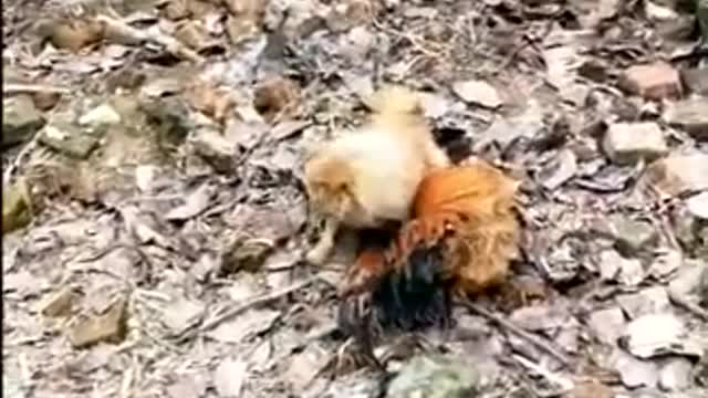 Dog Vs Chicken Fight